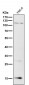 Anti-p16 INK Monoclonal Antibody